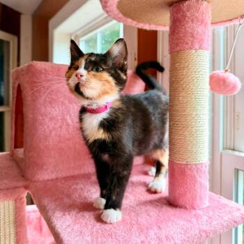Piper -  Domestic Short Hair Cat for Adoption in Woodstock, Virginia - Piper | PetCurious