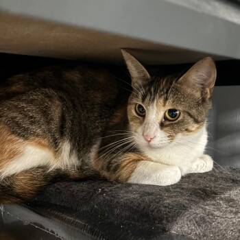 Domestic Short Hair Cats Available for Adoption in Shelbyville, Indiana - Taylor | PetCurious