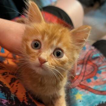 Twix -  Domestic Short Hair Cat for Adoption in San Diego, California - Twix | PetCurious