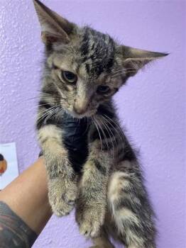 61301732 -  Domestic Short Hair Cat for Adoption in El Paso, Texas - 61301732 | PetCurious
