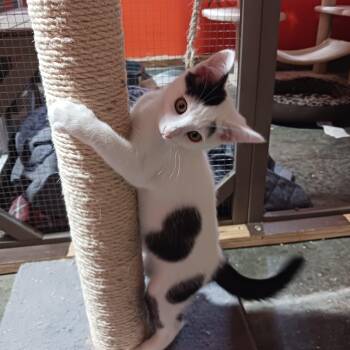 Rescue Domestic Short Hair Cats for Adoption in Everettville, West Virginia - Waco | PetCurious