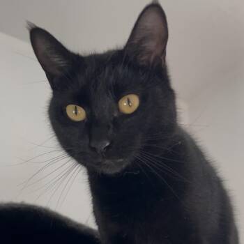 Domestic Short Hair Cats Available for Adoption in Bonners Ferry, Idaho - Sky | PetCurious