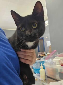 Rescue Domestic Short Hair Cats for Adoption in Herndon, Virginia - Ellis | PetCurious