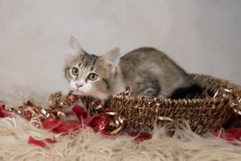 Domestic Medium Hair Cats Available for Adoption - Daisy | PetCurious