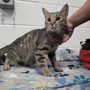 Lani -  Domestic Short Hair Cat for Adoption in Spruce Pine, North Carolina - Lani | PetCurious