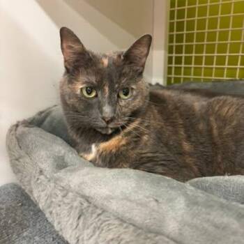 Alexa (Sweet & Cuddly Tortie) -  American Shorthair and Tortoiseshell Cat for Adoption in Lincoln Park, New Jersey - Alexa (Sweet & Cuddly Tortie) | PetCurious