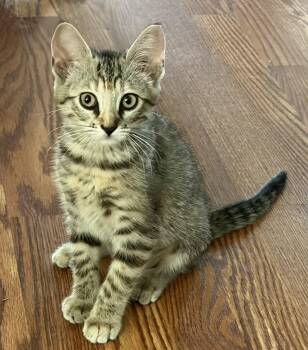 Minty INDOOR ONLY -  Domestic Short Hair Cat for Adoption in Stockton, California - Minty INDOOR ONLY | PetCurious