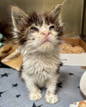 Mariah Carey -  Domestic Short Hair Cat for Adoption in Oakland, California - Mariah Carey | PetCurious