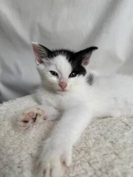Domestic Short Hair Cats Available for Adoption - Holstein | PetCurious
