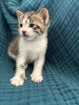 Snowball -  Domestic Short Hair Cat for Adoption in Calgary, Alberta - Snowball | PetCurious