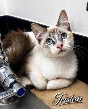 Tristan -  Siamese Cat for Adoption in Casselberry, Florida - Tristan | PetCurious