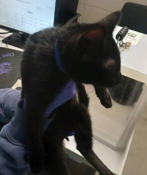 Binx -  Domestic Short Hair Cat for Adoption - Binx | PetCurious