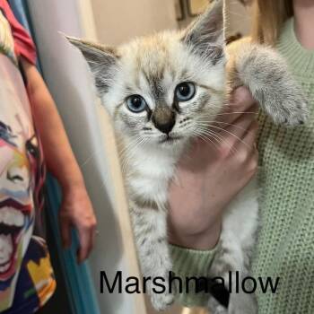 Marshmallow -  Domestic Short Hair Cat for Adoption in Edwardsville, Illinois - Marshmallow | PetCurious