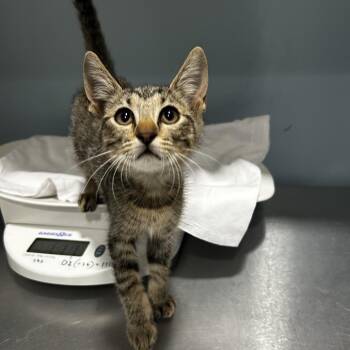 Jolly Rancher -  Domestic Short Hair Cat for Adoption in Chattanooga, Tennessee - Jolly Rancher | PetCurious