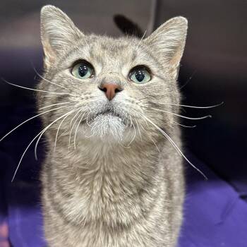 Vinny -  Domestic Short Hair Cat for Adoption in Matteson, Illinois - Vinny | PetCurious