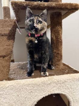 Greta Garbo -  Domestic Short Hair Cat for Adoption in Ferndale, Michigan - Greta Garbo | PetCurious