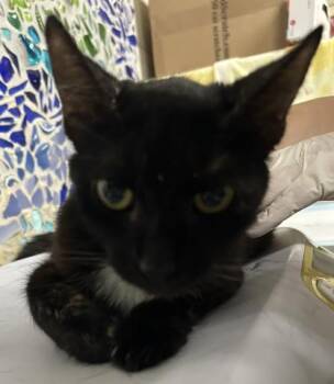 ALOHA -  Domestic Short Hair Cat for Adoption in Pensacola, Florida - ALOHA | PetCurious
