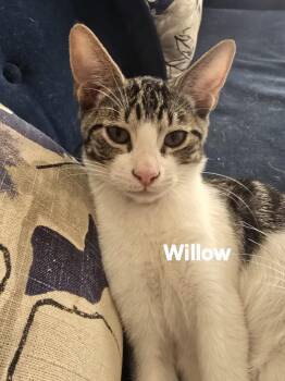Willow -  Domestic Short Hair Cat for Adoption in Vacaville, California - Willow | PetCurious