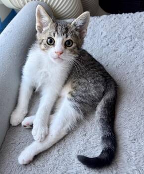 Johnathan -  Domestic Short Hair Cat for Adoption in Fremont, California - Johnathan | PetCurious