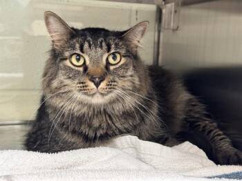 OATMEAL RAISIN -  Domestic Long Hair Cat for Adoption in Pueblo, Colorado - OATMEAL RAISIN | PetCurious