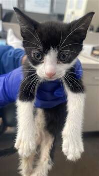 ROOSTER -  Domestic Short Hair Cat Available for Adoption in Dallas, Texas - ROOSTER | PetCurious