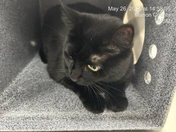 LIL HOMIE -  Domestic Short Hair Cat Available for Adoption in Ocala, Florida - LIL HOMIE | PetCurious