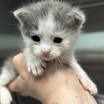 Morning Dew -  Domestic Short Hair Cat for Adoption in Greensboro, North Carolina - Morning Dew | PetCurious