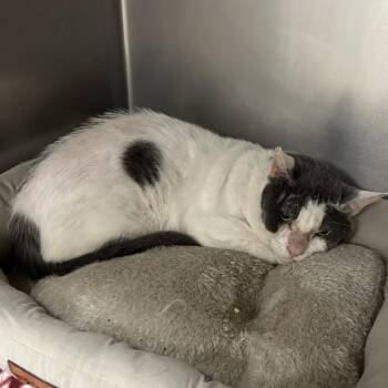 Domestic Short Hair Cats Available for Adoption in Titusville, Florida - Norman | PetCurious