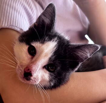 Rescue Domestic Short Hair Cats for Adoption in Traverse City, Michigan - Waterloo | PetCurious