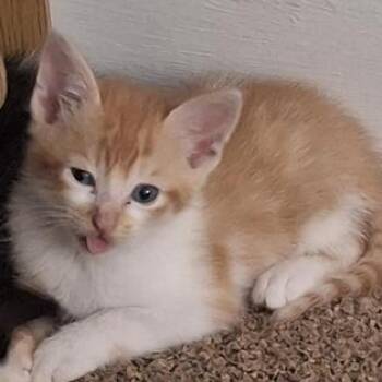 Domestic Short Hair Cats Available for Adoption in Liverpool, Texas - Cheeto | PetCurious
