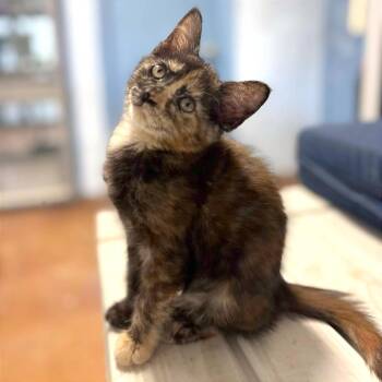Choco Flan -  Domestic Short Hair Cat for Adoption in Clarksville, Arkansas - Choco Flan | PetCurious