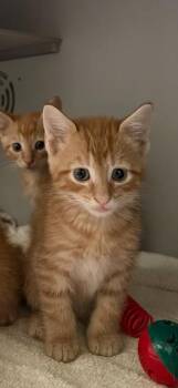 doc -  Domestic Short Hair Cat for Adoption in Honesdale, Pennsylvania - Doc | PetCurious