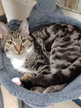 6987 Marbles -  Domestic Short Hair and Tabby Cat for Adoption in Hartwell, Georgia - 6987 Marbles | PetCurious