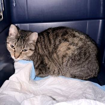Quantum Leap -  Domestic Short Hair Cat for Adoption in Austin, Texas - Quantum Leap | PetCurious