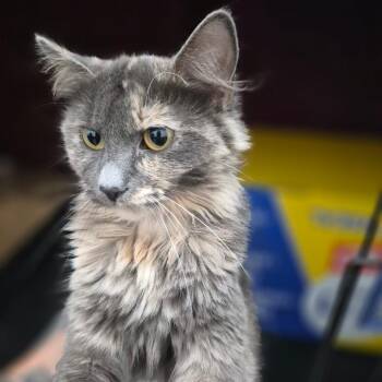 Cindy Clawford -  Domestic Long Hair Cat for Adoption in Bismarck, North Dakota - Cindy Clawford | PetCurious