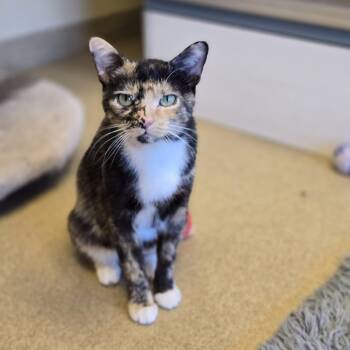 Rescue Calico Cats for Adoption - Cappuccino | PetCurious