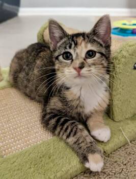 Widget -  Domestic Short Hair Cat for Adoption in Denver, Colorado - Widget | PetCurious