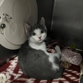 Cierra -  Domestic Short Hair Cat for Adoption in Lakeland, Florida - Cierra | PetCurious