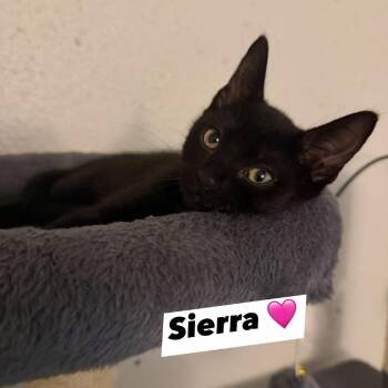 Sierra -  Domestic Short Hair Cat for Adoption in Port Richey, Florida - Sierra | PetCurious