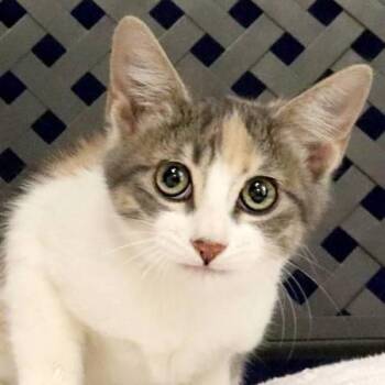 Brewser -  Domestic Short Hair Cat for Adoption in Fort Davis, Texas - Brewser | PetCurious