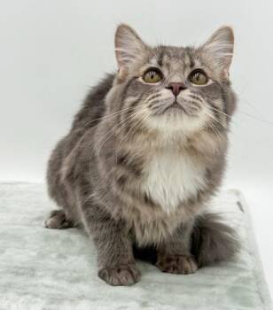 Cheddar~(bonded w/ Maxine) -  Domestic Long Hair and Domestic Short Hair Cat for Adoption in Bowling Green, Kentucky - Cheddar~(bonded W/ Maxine) | PetCurious