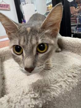 Rita -  Domestic Short Hair Cat for Adoption in St. Cloud, Florida - Rita | PetCurious
