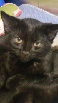 Silas -  Domestic Short Hair Cat for Adoption in Metter, Georgia - Silas | PetCurious