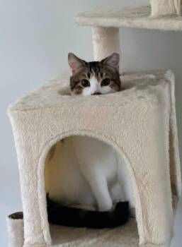 Domestic Short Hair Cats Available for Adoption - Milo | PetCurious