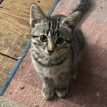 Bumper Baby -  Domestic Short Hair Cat for Adoption in Bloomington, Illinois - Bumper Baby | PetCurious
