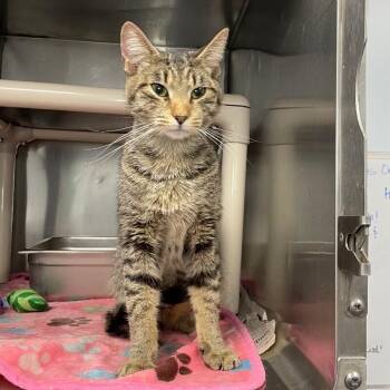 Ozzy -  Domestic Short Hair Cat for Adoption in Roanoke, Virginia - Ozzy | PetCurious