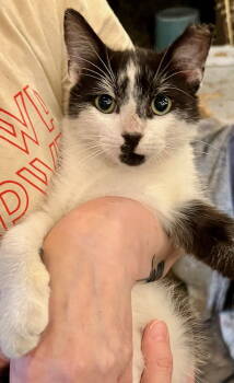 Rescue Domestic Short Hair Cats for Adoption in San Jose, California - Bruce | PetCurious