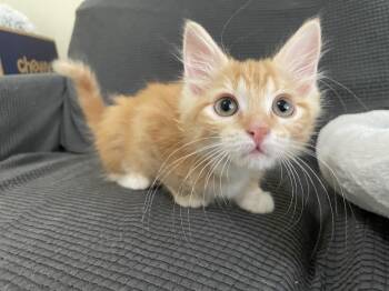 Darlene Mitchell -  American Shorthair Cat for Adoption in Austin, Texas - Darlene Mitchell | PetCurious