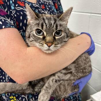 Sugar -  Domestic Short Hair Cat for Adoption in Chattanooga, Tennessee - Sugar | PetCurious