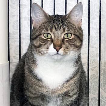 Neko -  Domestic Short Hair Cat Available for Adoption in St. Louis, Missouri - Neko | PetCurious